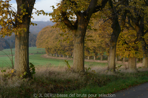 paysage automne